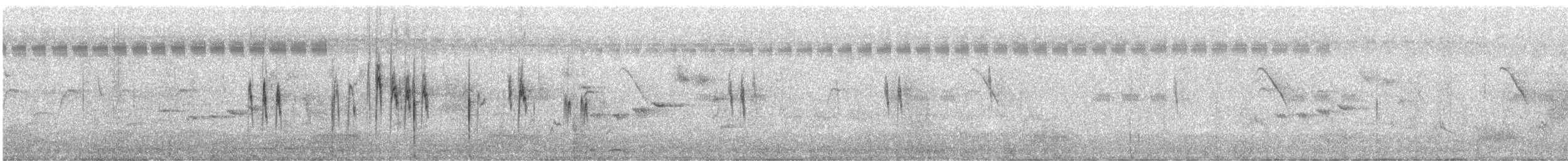 White Wagtail - ML645142673