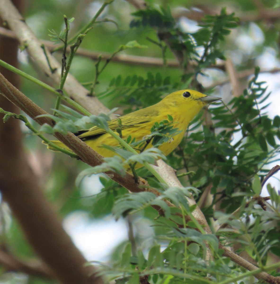 Mangrove Yellow Warbler (Panama) - ML645142677