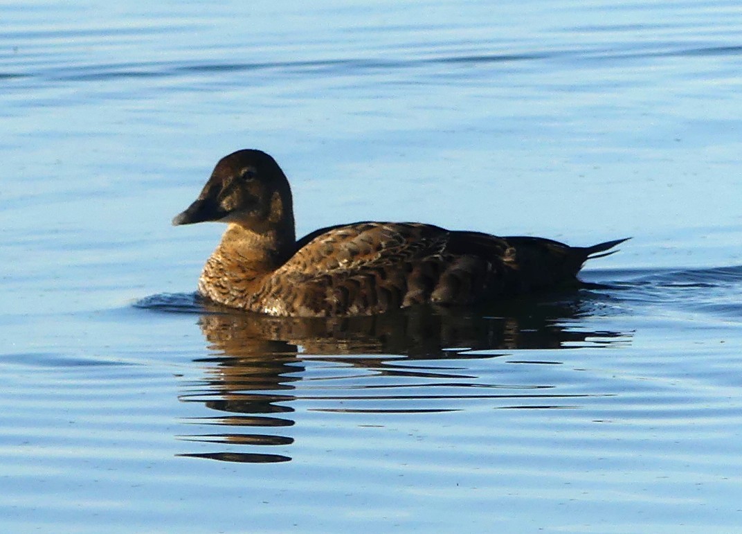 King Eider - ML645142680