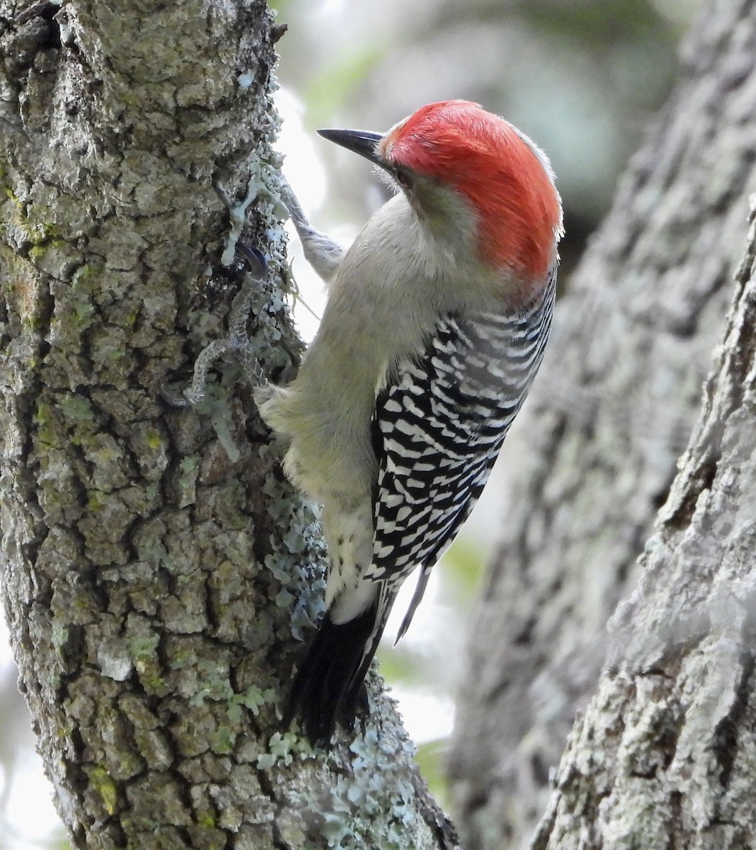 Carolinaspecht - ML645142693