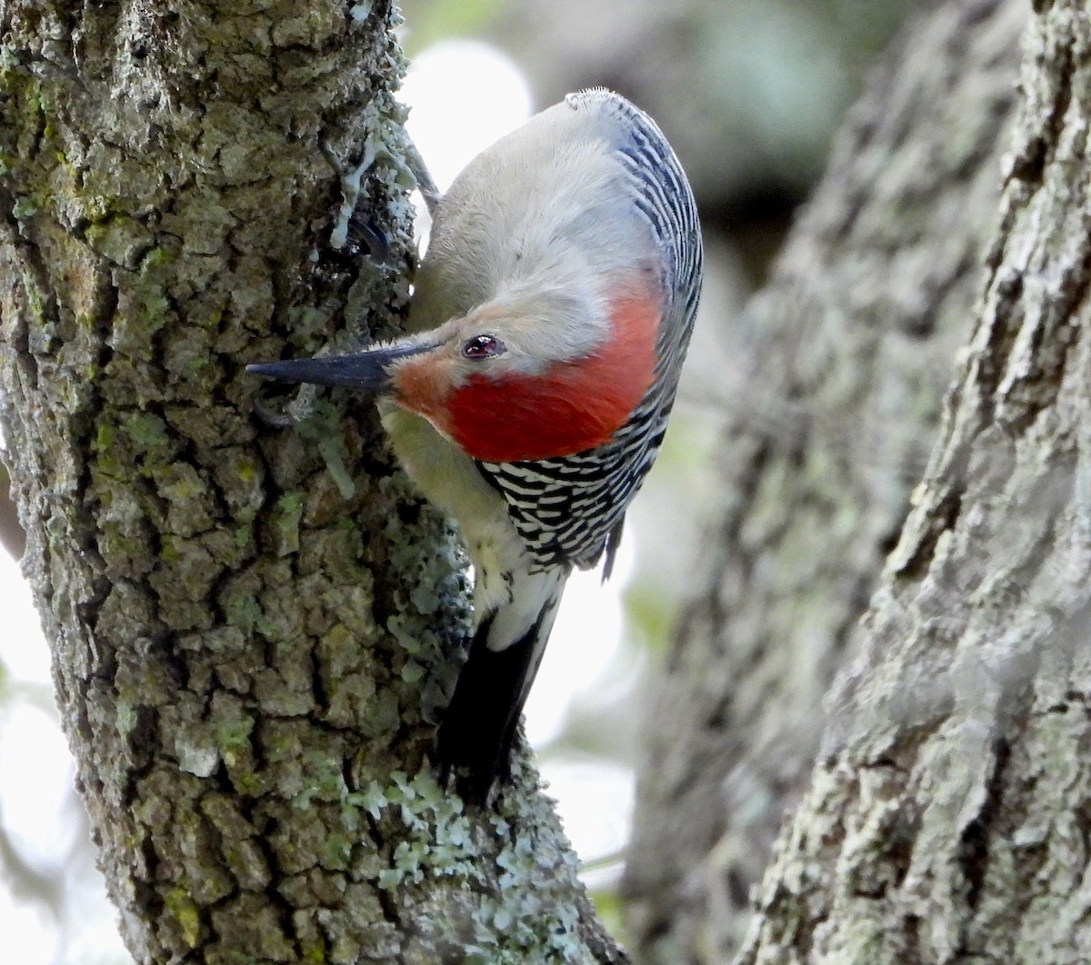 Carolinaspecht - ML645142702