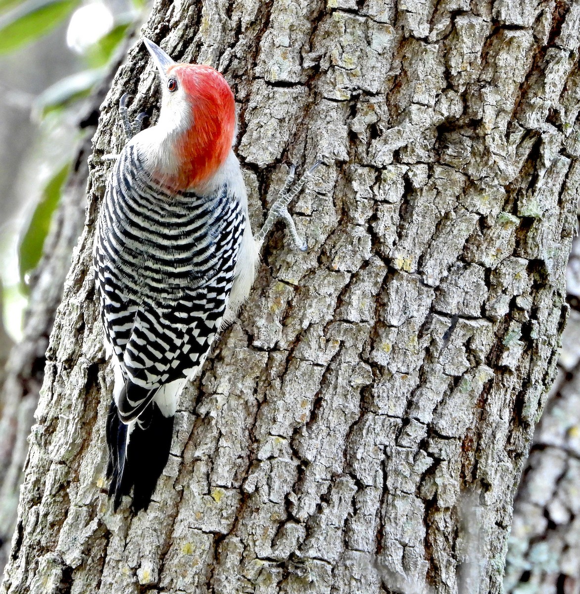 Carolinaspecht - ML645142703