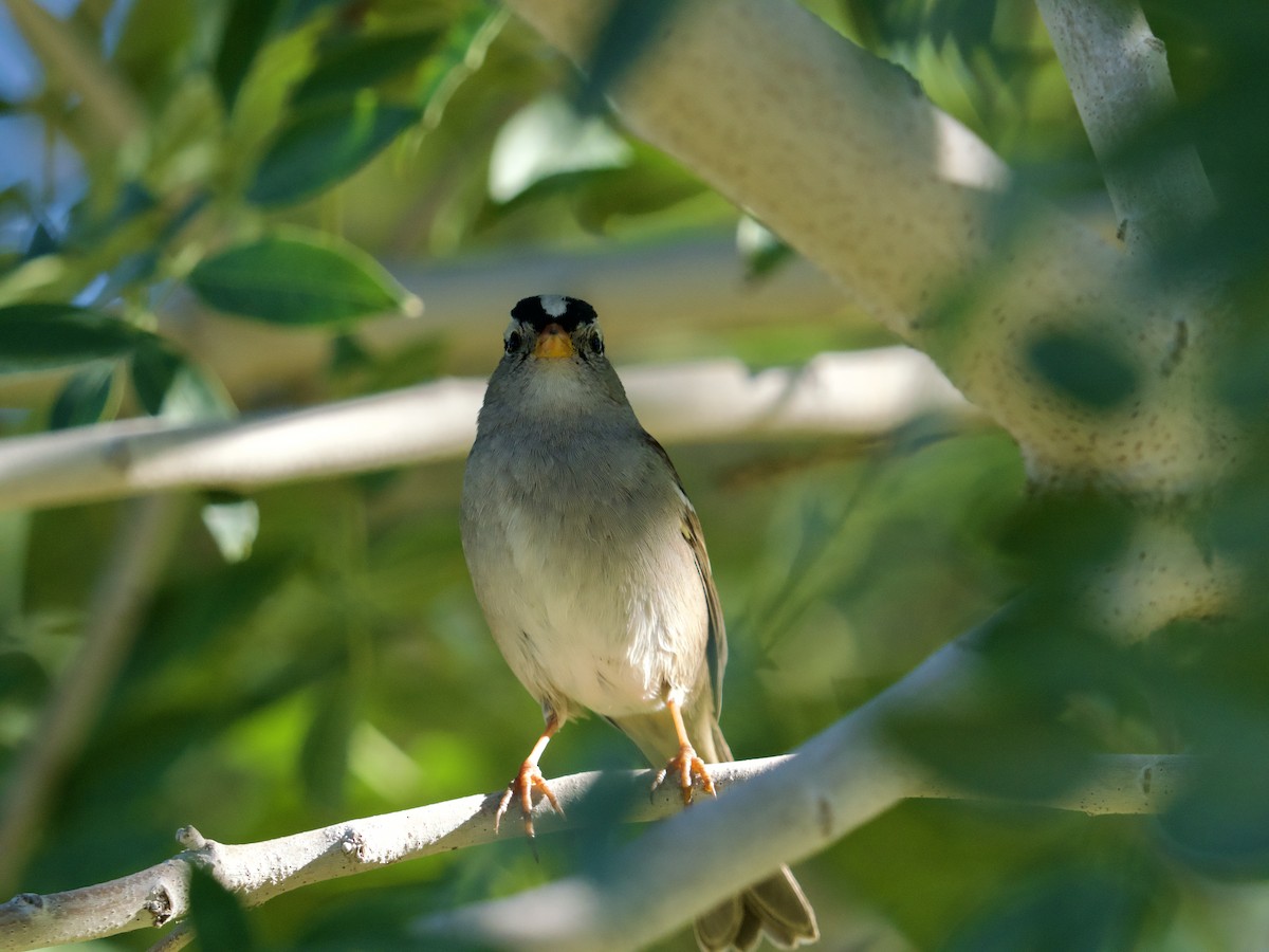 Белобровая овсянка - ML645142711
