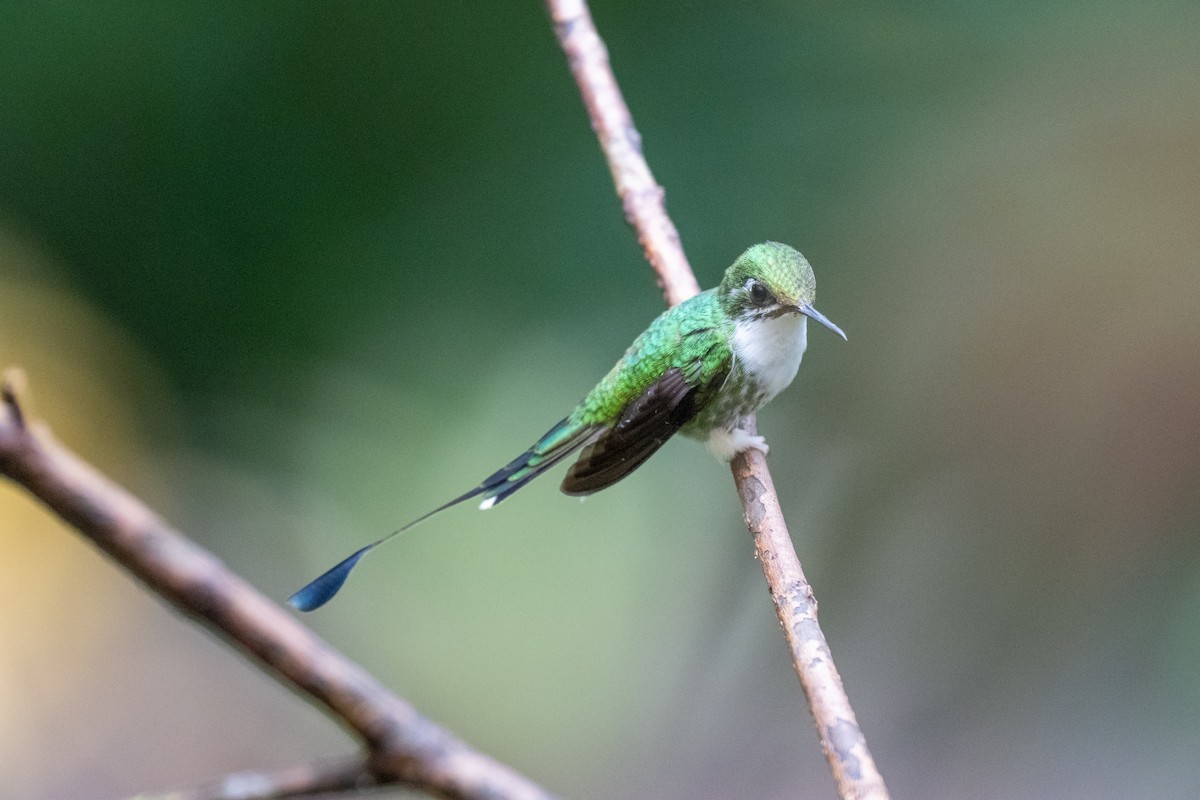 White-booted Racket-tail - ML645142713