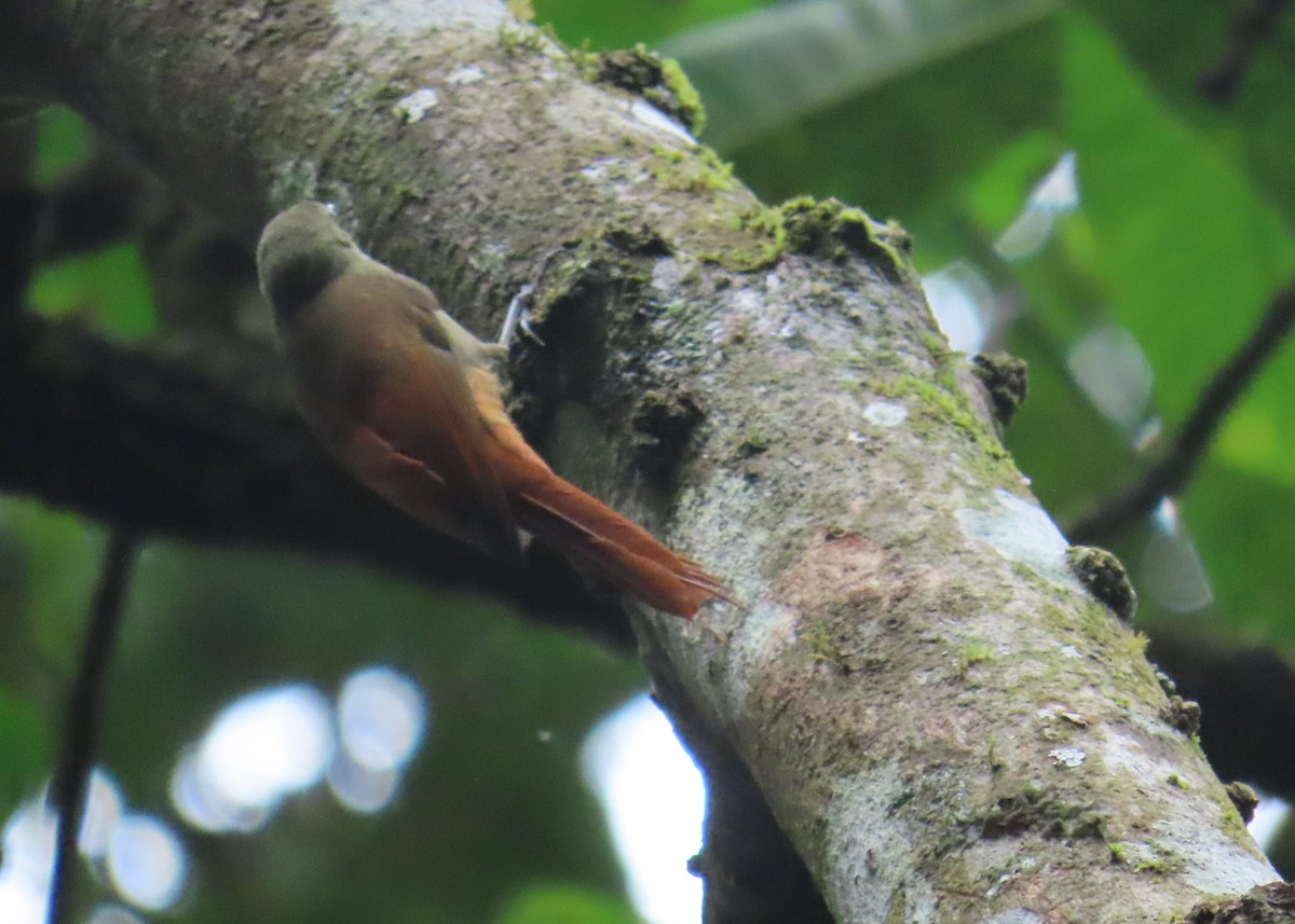 Olivaceous Woodcreeper - ML645142727