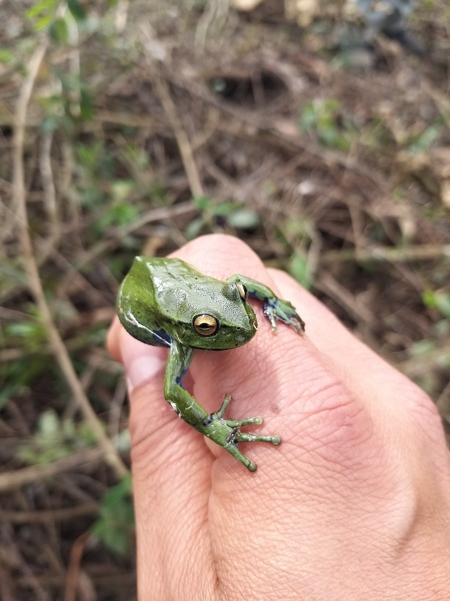 Animals - ML645142731