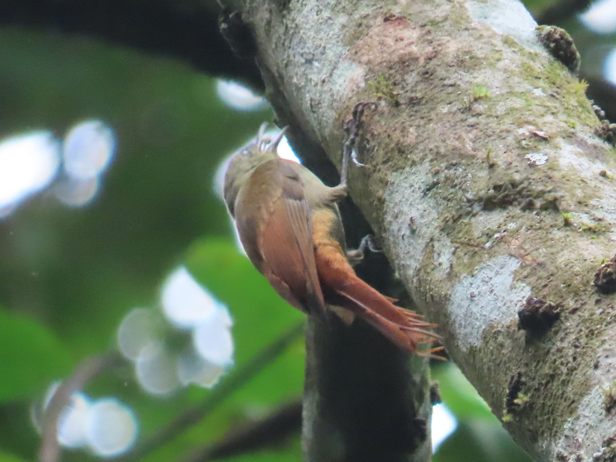 Olivaceous Woodcreeper - ML645142739