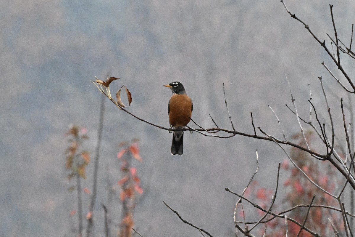 American Robin - ML645142740