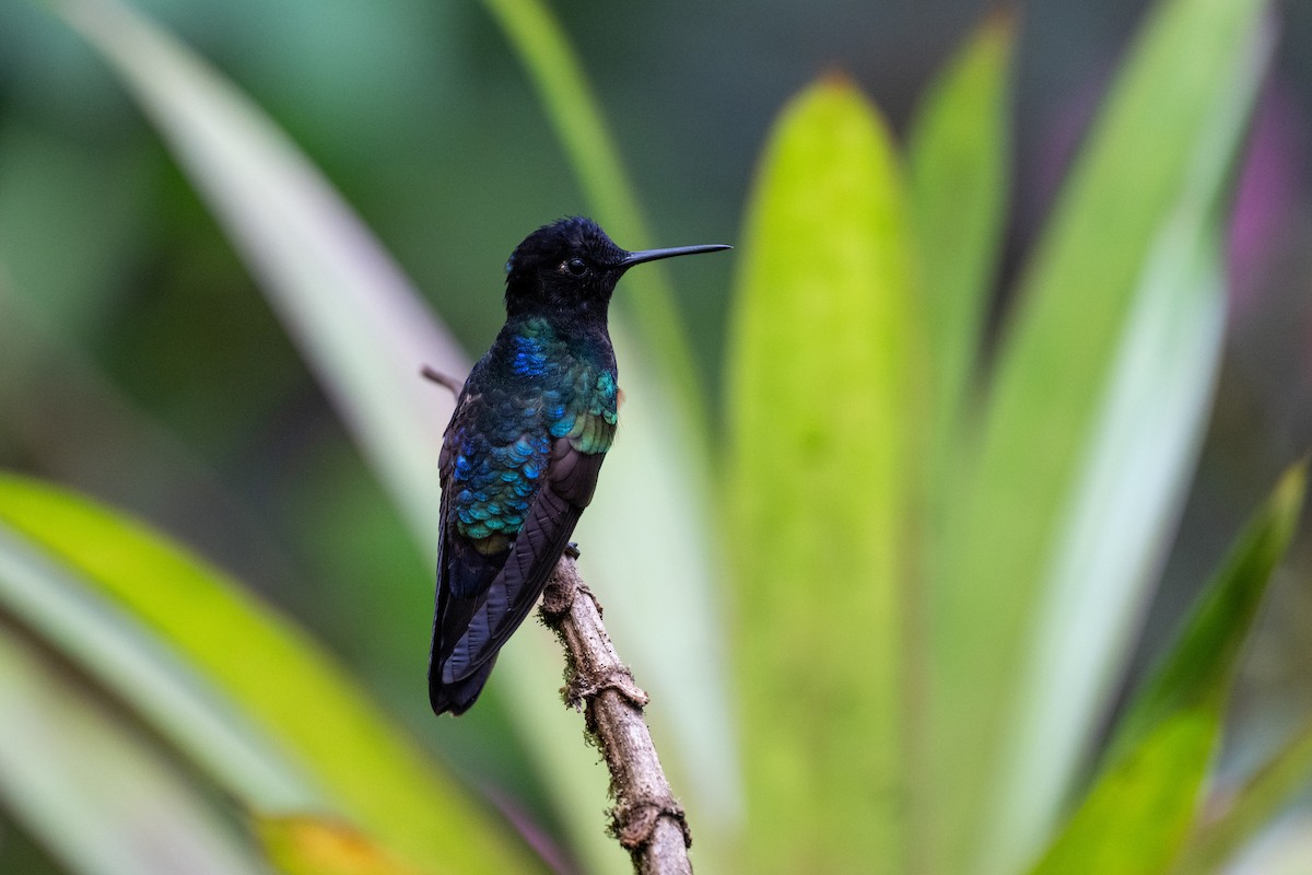 Velvet-purple Coronet - ML645142742