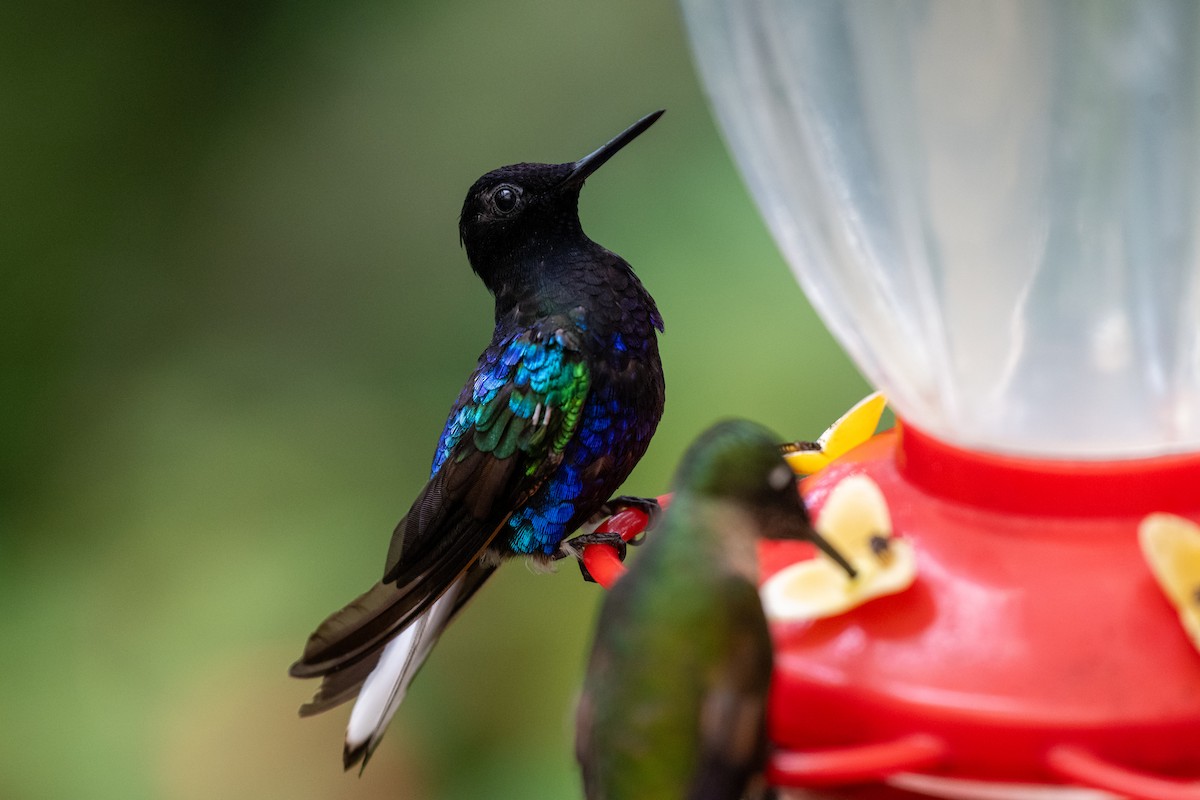 Velvet-purple Coronet - ML645142744