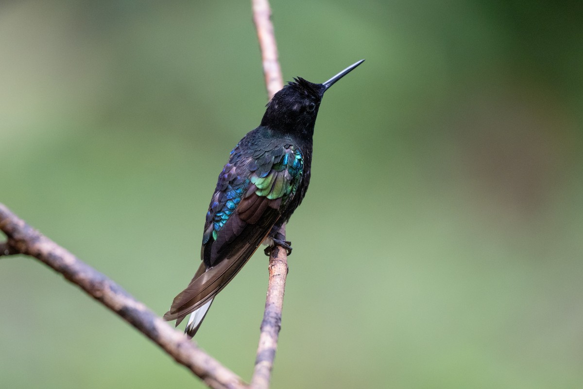 Velvet-purple Coronet - ML645142746