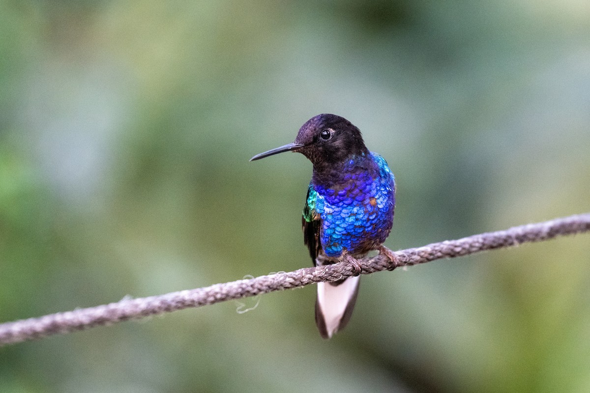 Velvet-purple Coronet - ML645142747