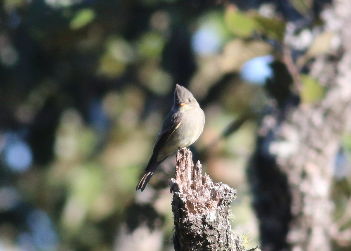 Greater Pewee - ML645142759