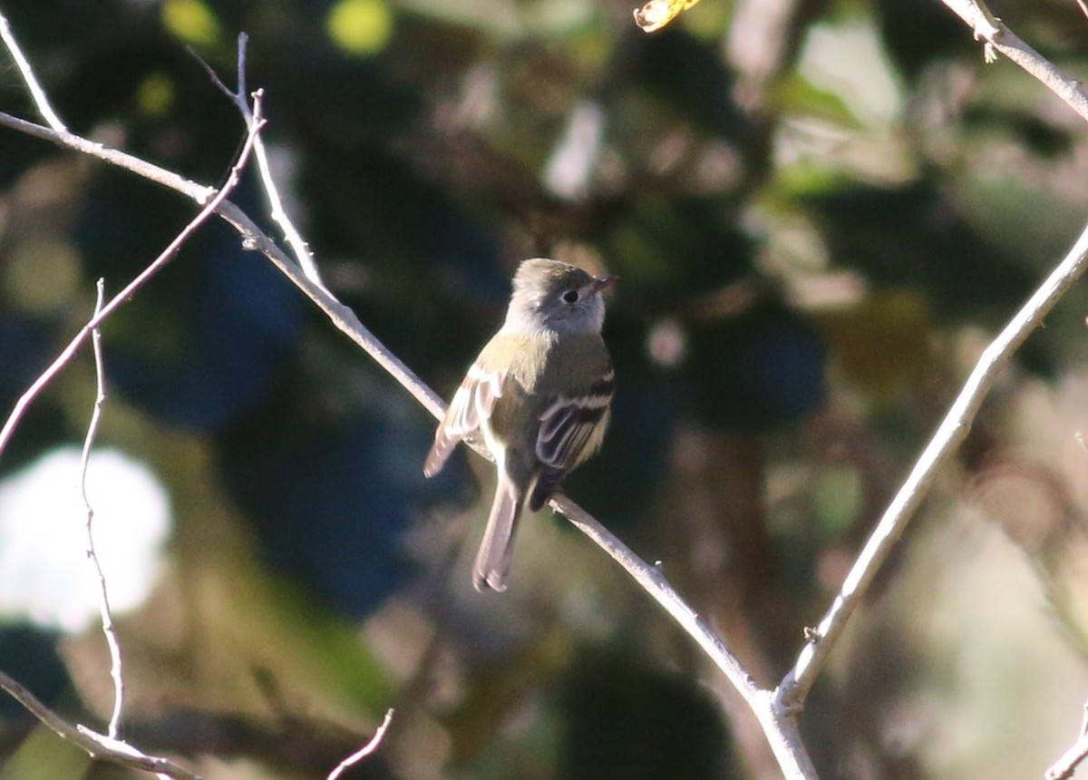 Hammond's Flycatcher - ML645142766