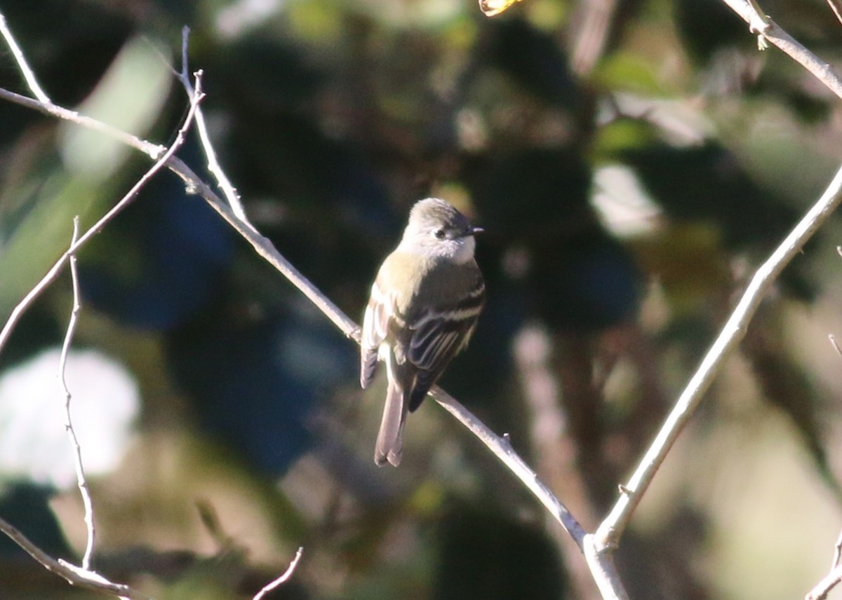 Hammond's Flycatcher - ML645142767
