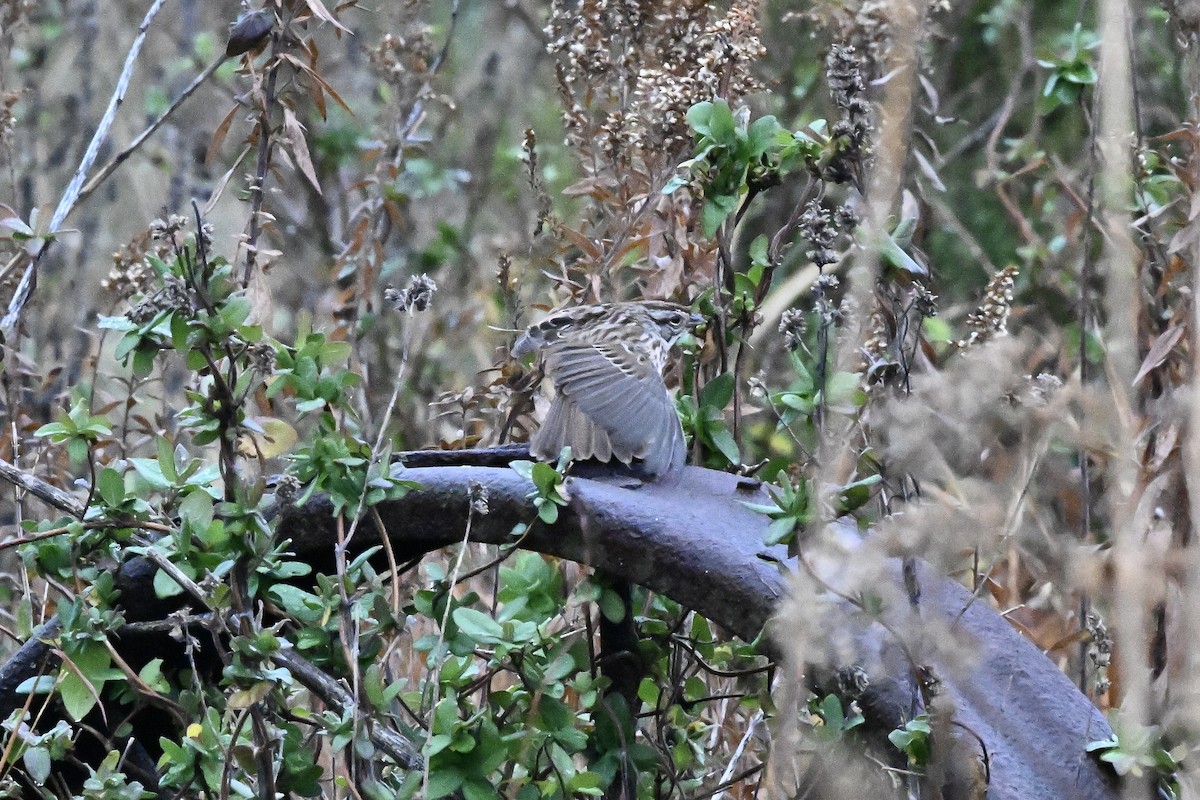 Song Sparrow - ML645142777