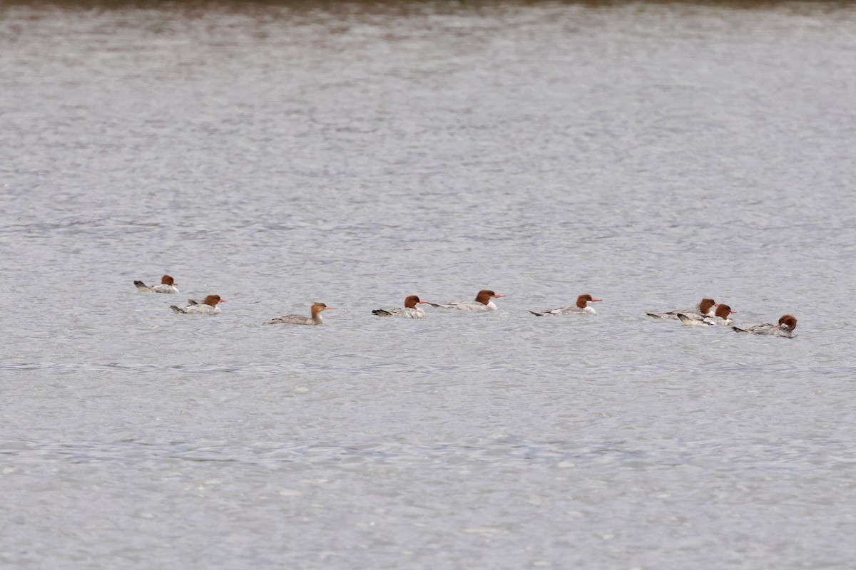 Red-breasted Merganser - ML645142779