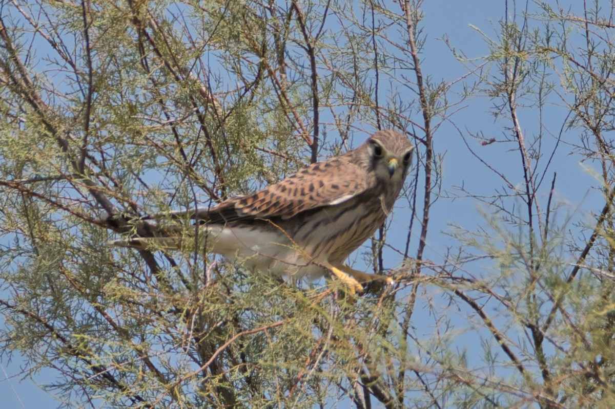 poštolka obecná - ML645142785