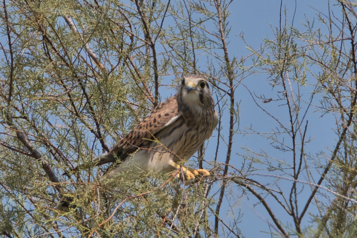 poštolka obecná - ML645142786