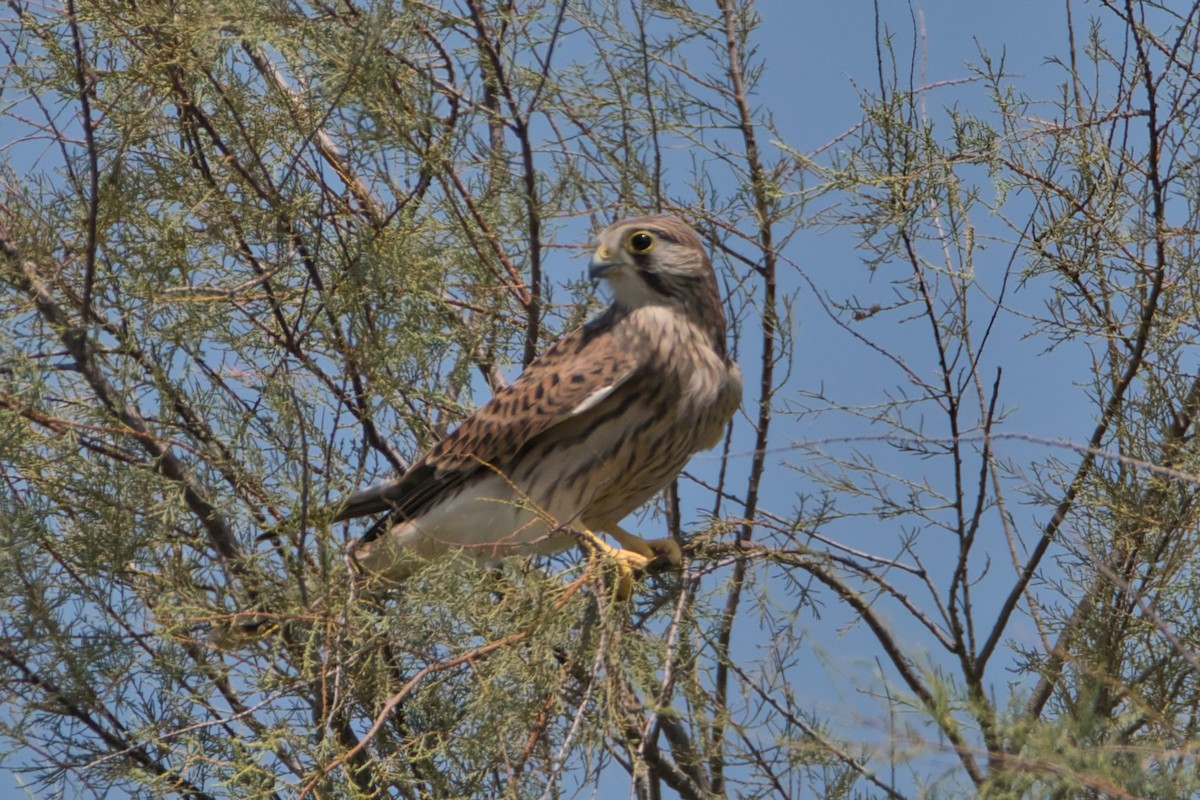 poštolka obecná - ML645142787