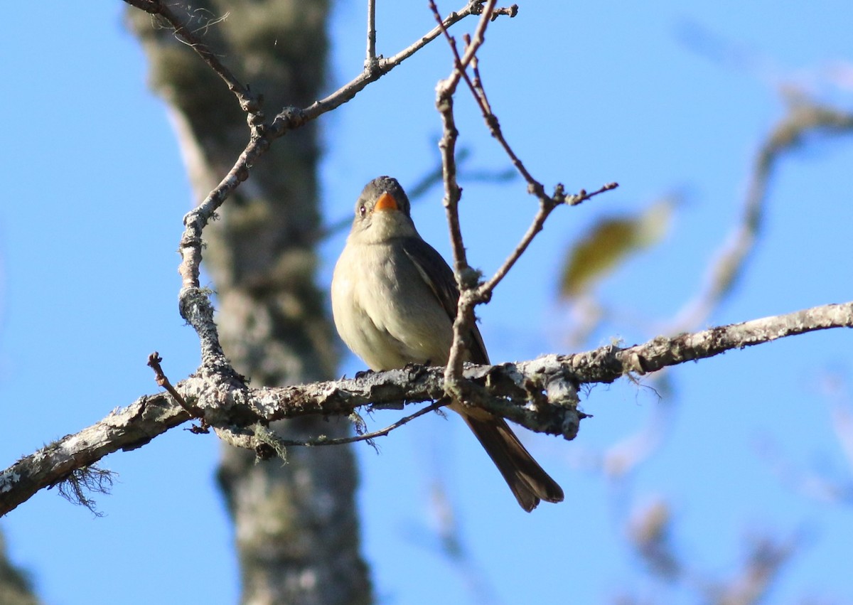 Greater Pewee - ML645142788