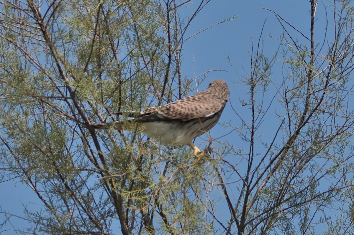 poštolka obecná - ML645142790