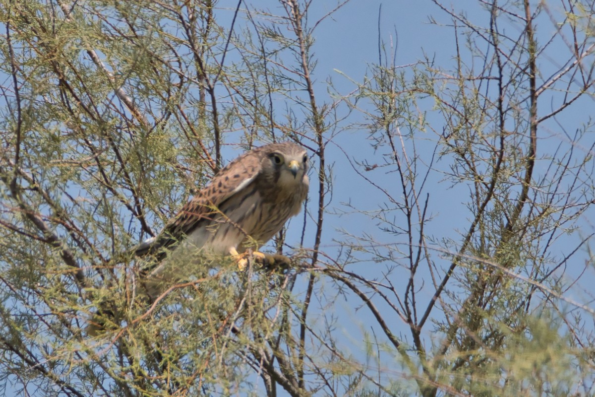 poštolka obecná - ML645142791