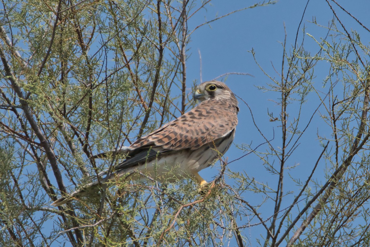 poštolka obecná - ML645142792