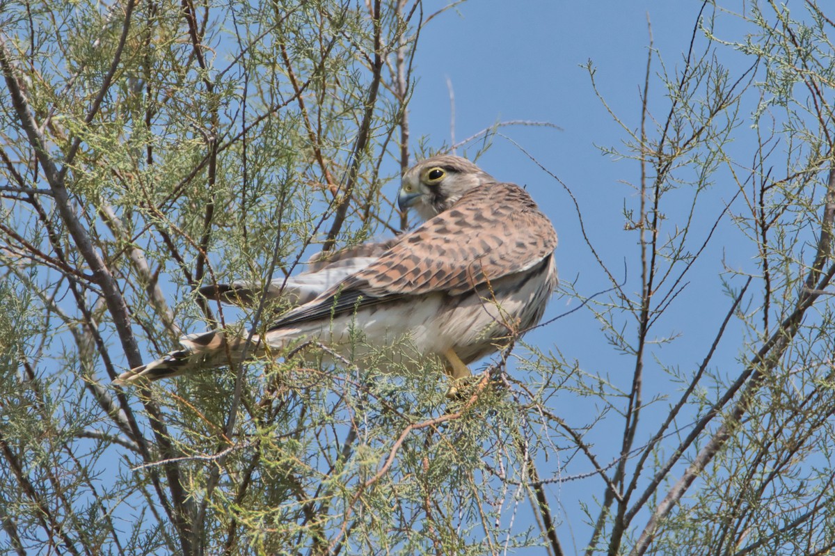 poštolka obecná - ML645142793