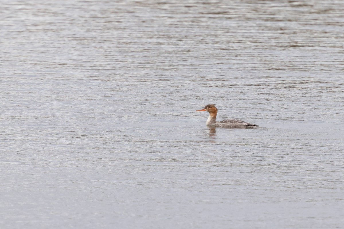 Red-breasted Merganser - ML645142795