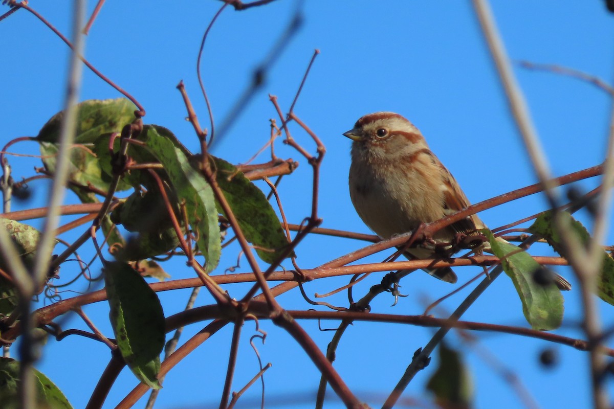 Пасовник північний - ML645142796