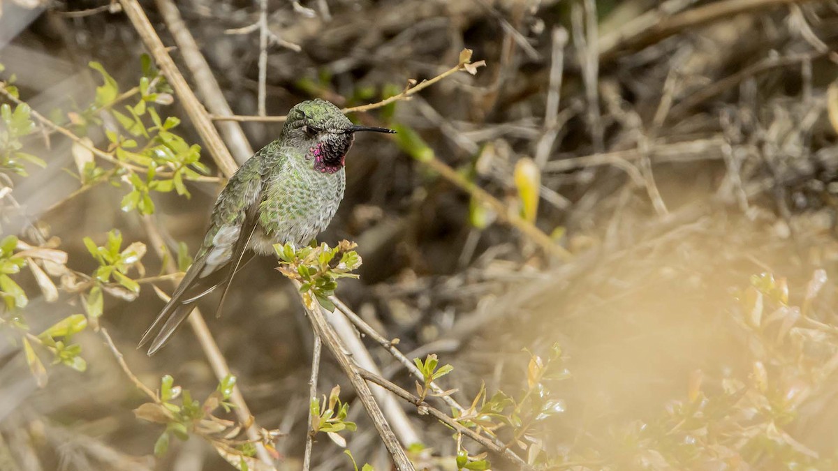 Bronze-tailed Comet - ML645142840