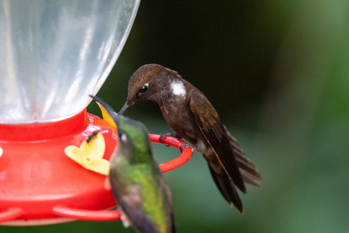 Brown Inca - ML645142845