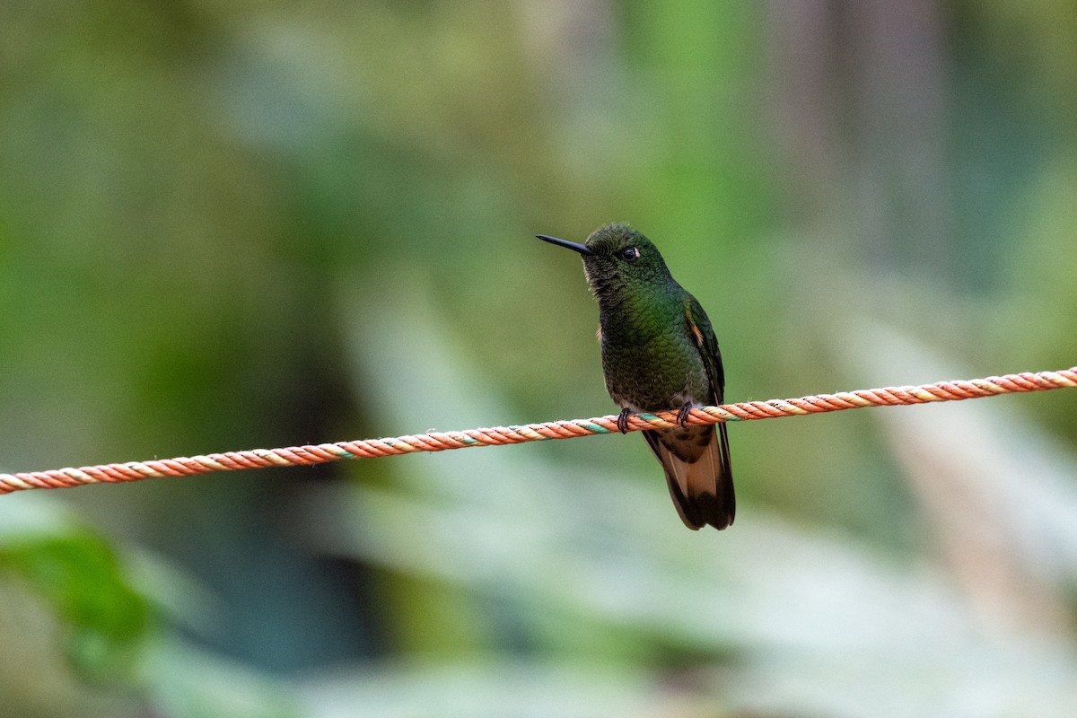 Buff-tailed Coronet - ML645142855
