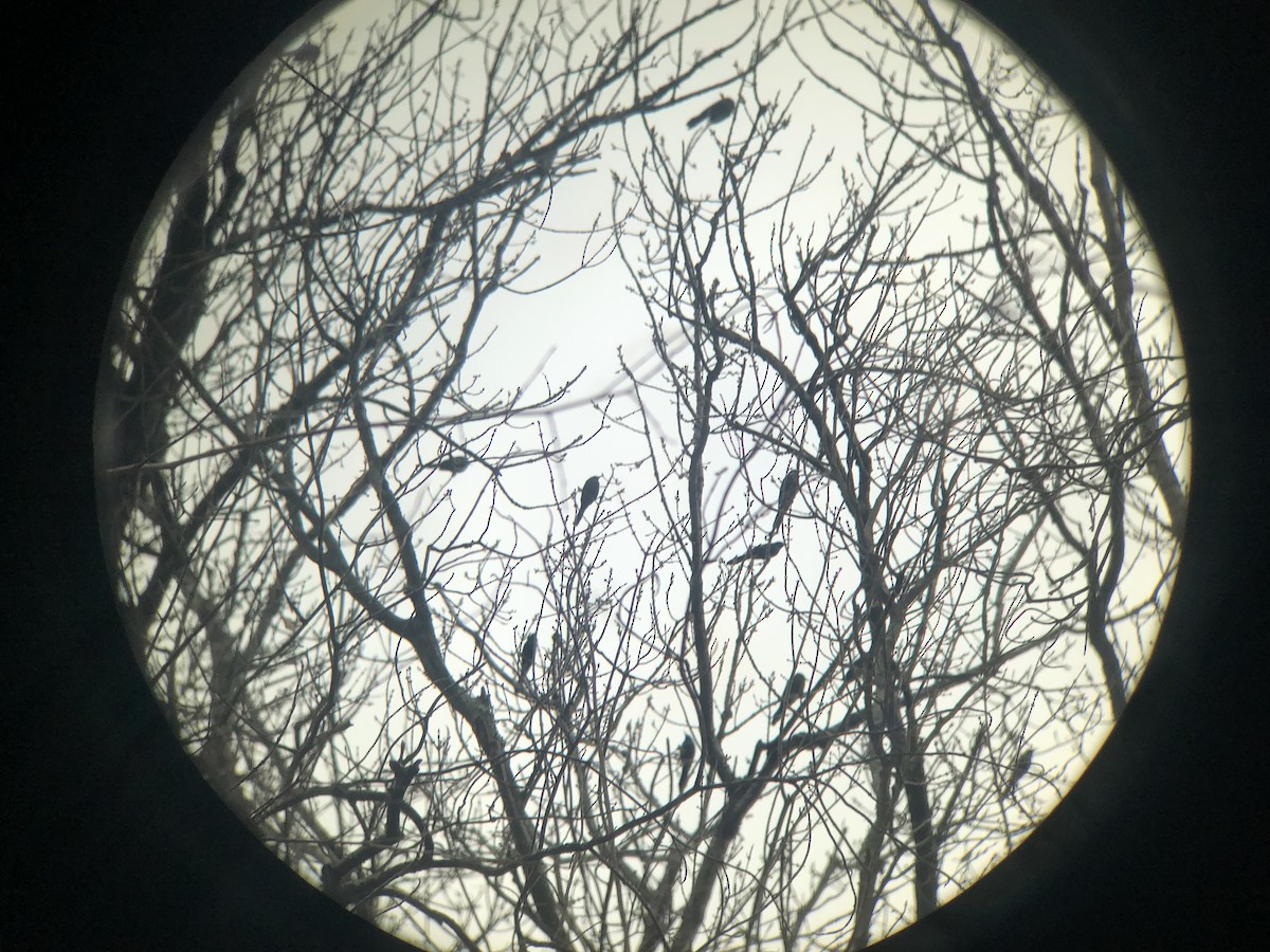 Common Grackle - ML645142888