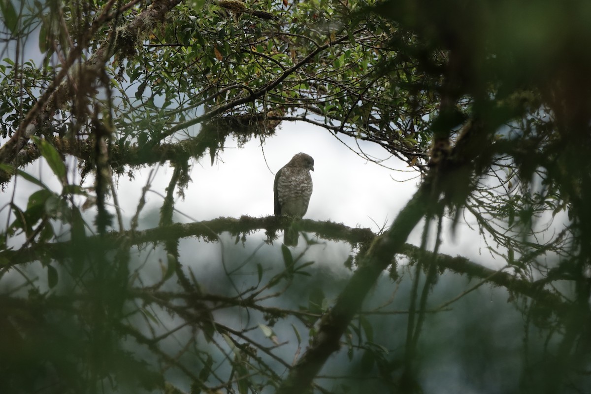 Broad-winged Hawk - ML645142894