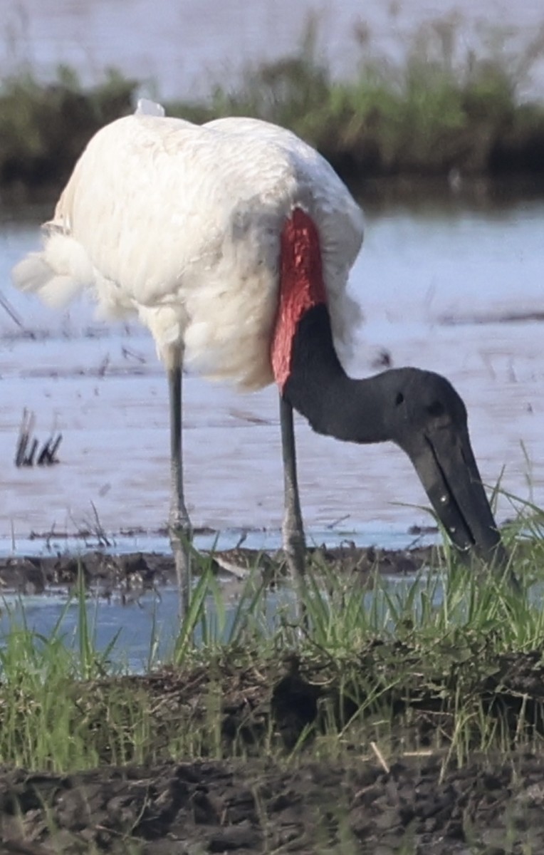 Jabiru amerikarra - ML645142906