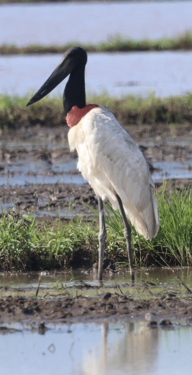 Jabiru amerikarra - ML645142907