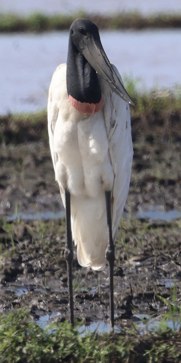 Jabiru amerikarra - ML645142908