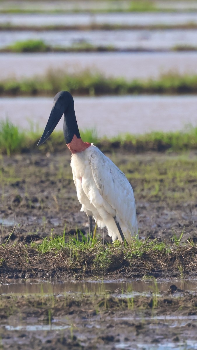 Jabiru amerikarra - ML645142909
