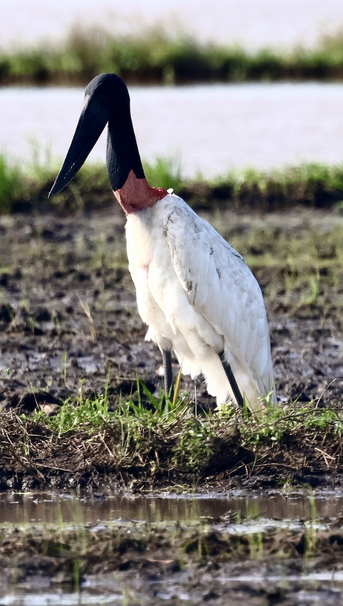 Jabiru amerikarra - ML645142910