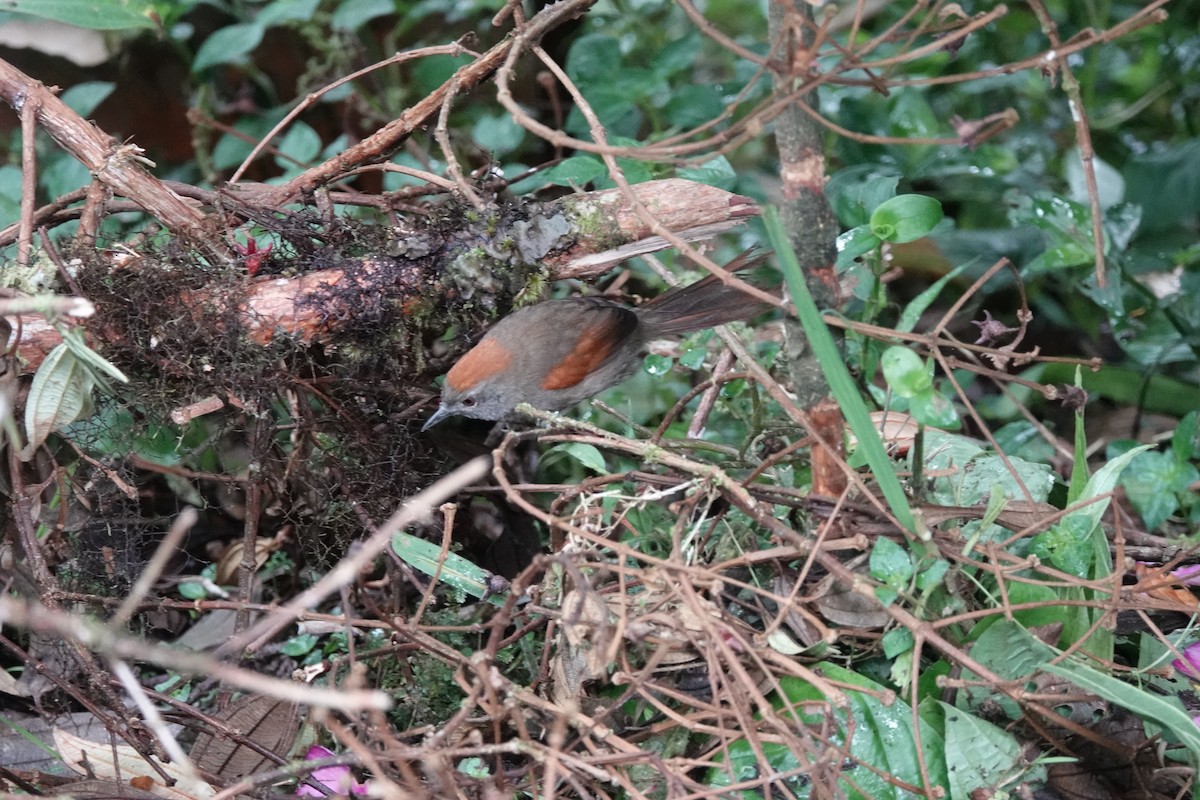 ミヤマオナガカマドドリ - ML645142929