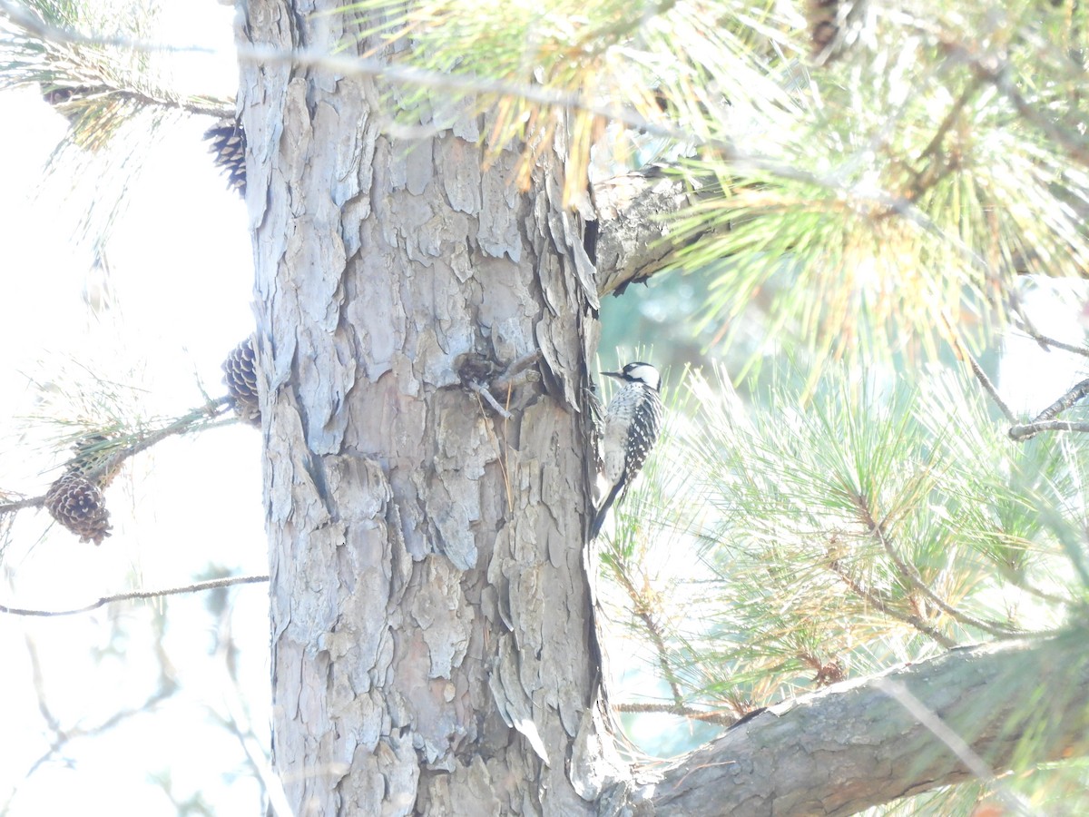 strakapoud kokardový - ML645142934