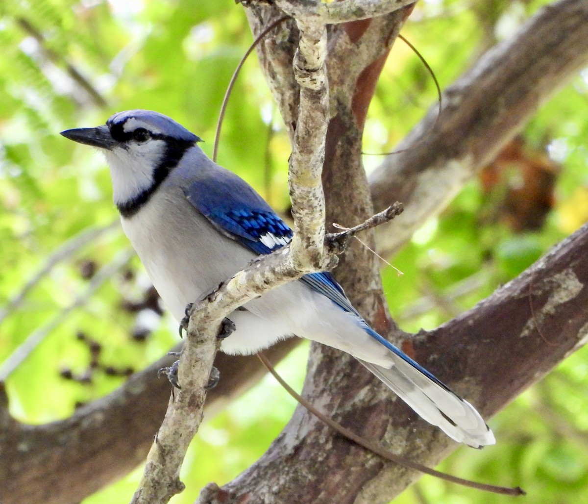 Blue Jay - ML645142936