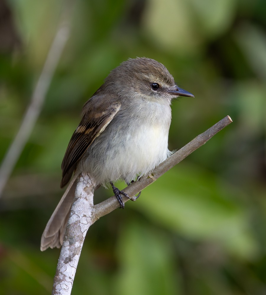 Fuscous Flycatcher - ML645142944