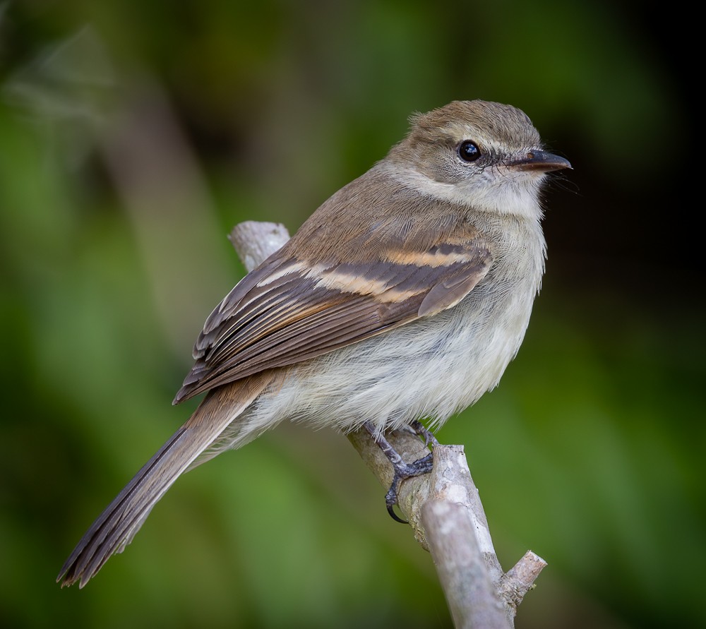 Fuscous Flycatcher - ML645142945