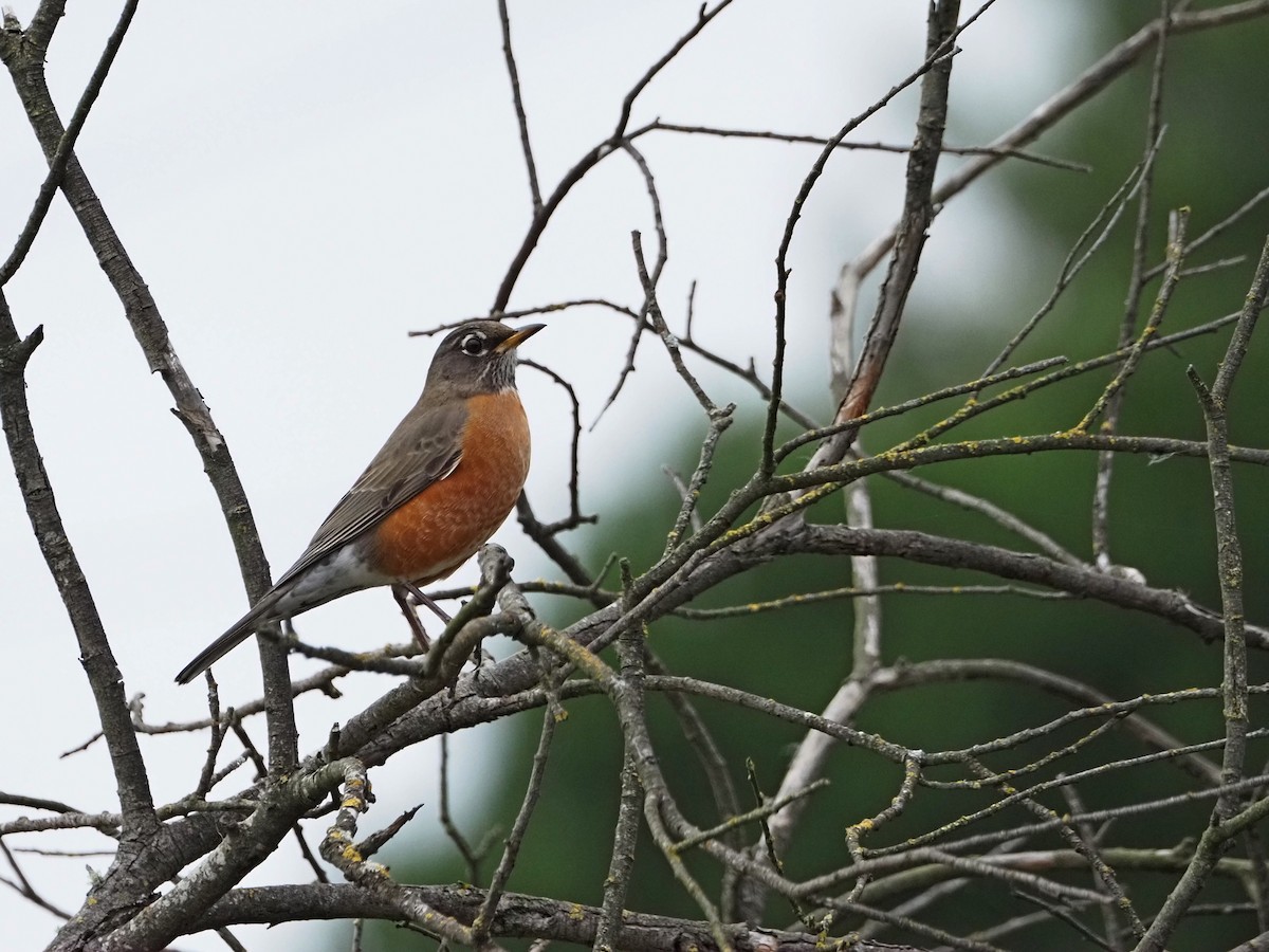 American Robin - ML645142948