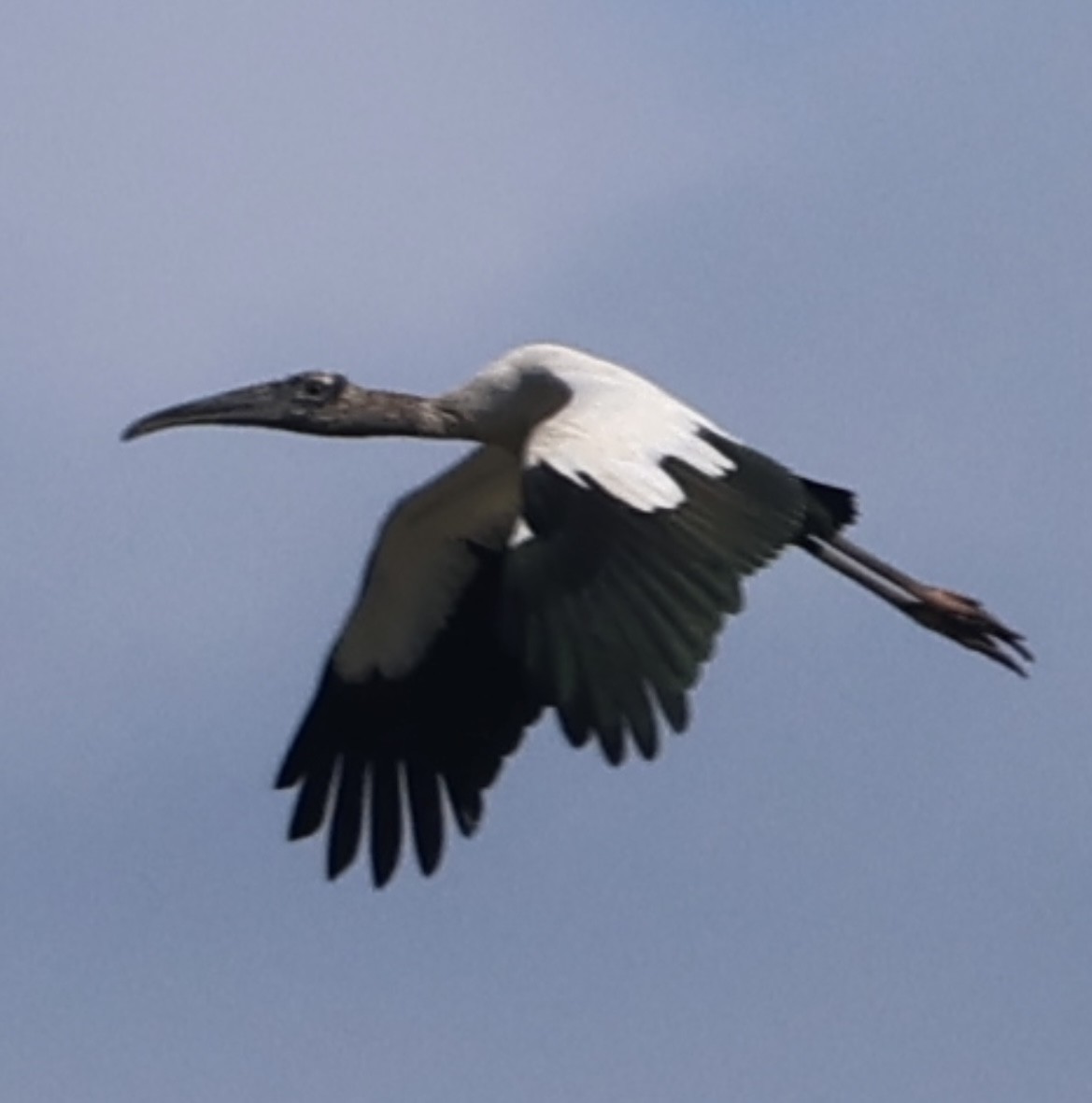 Tantalo amerikarra - ML645142950