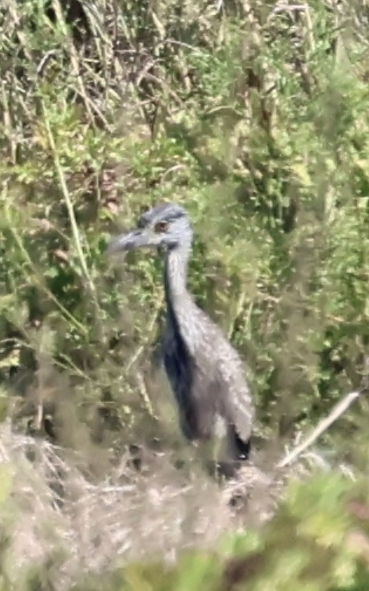 Sarı Tepeli Gece Balıkçılı - ML645142957