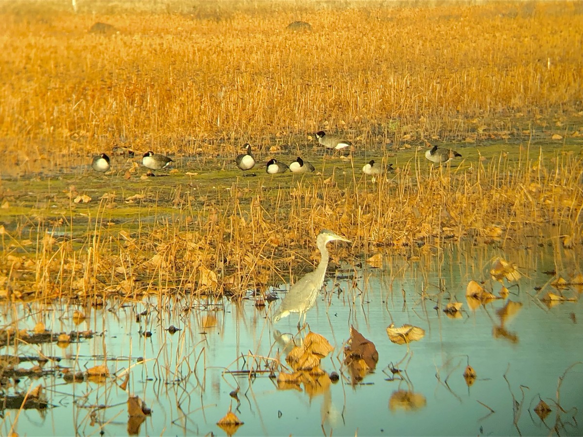 Great Blue Heron - ML645142958